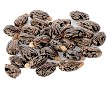 castor-seed